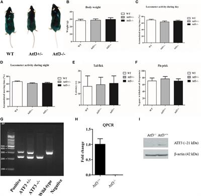 The Activating Transcription Factor 3 (Atf3) Homozygous Knockout Mice Exhibit Enhanced Conditioned Fear and Down Regulation of Hippocampal GELSOLIN